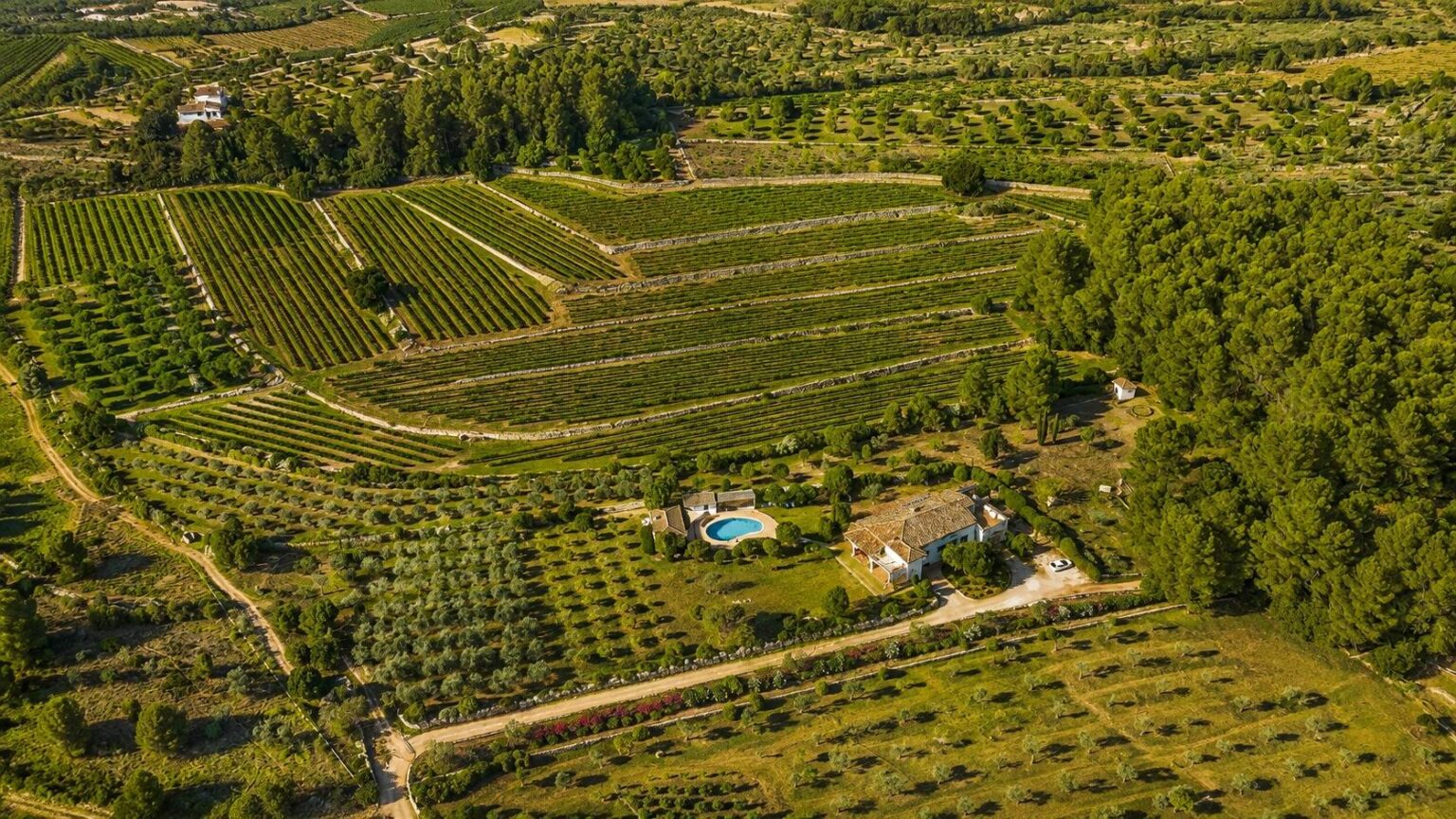 Finca Helena. Finca en venta en Jalón